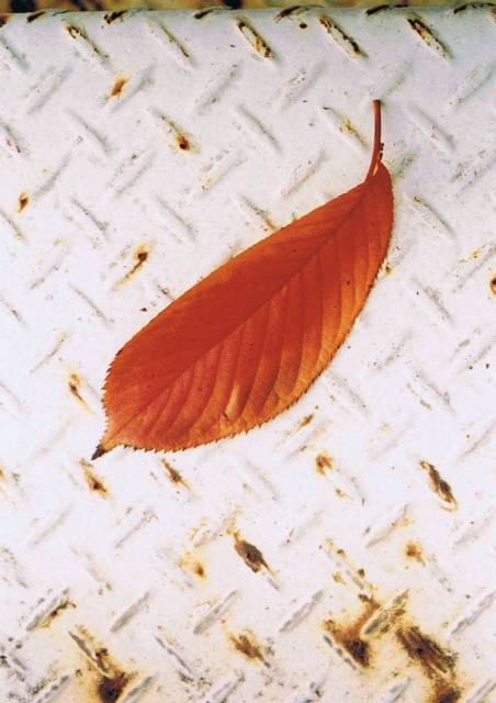 e0195460_1925365.jpg