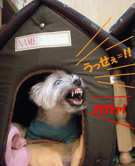 e0066883_22303515.gif