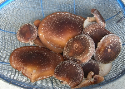 f0003283_20522037.jpg