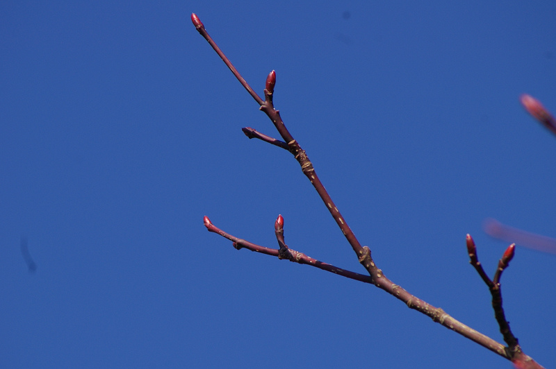 e0136424_1035436.jpg