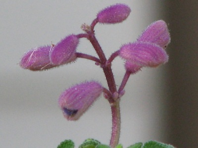 d0050472_2119238.jpg