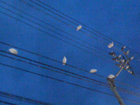 f0201191_1351148.jpg