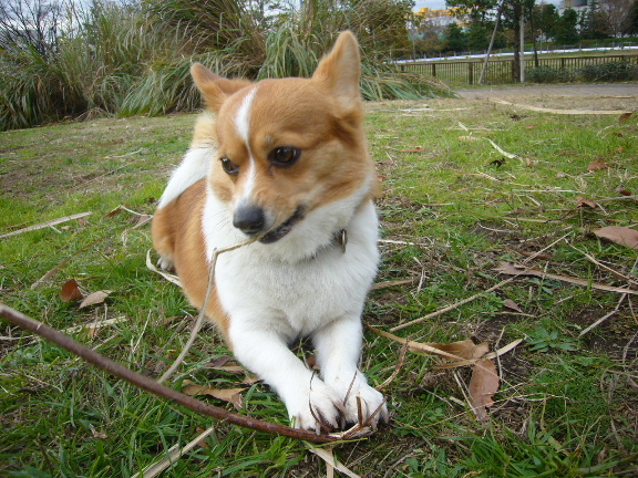 e0130008_2023196.jpg