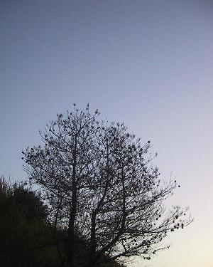 c0097620_1034585.jpg