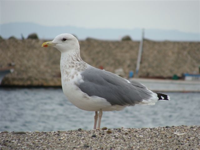 d0146038_031792.jpg