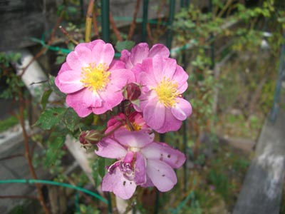 e0110940_93059.jpg
