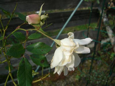 e0110940_931574.jpg