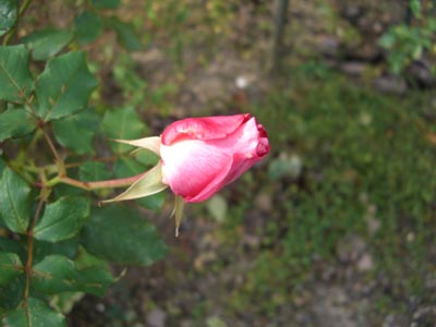 e0110940_933232.jpg