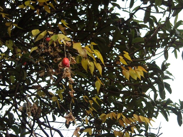 e0150843_1542786.jpg