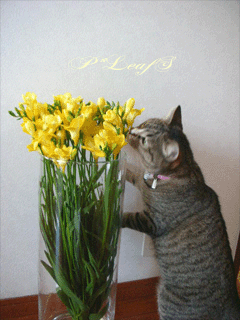 c0176651_17335865.gif