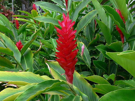 e0050753_20454237.jpg