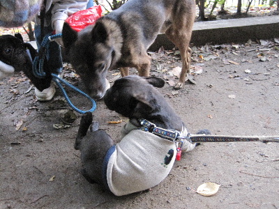 e0126054_115415.jpg