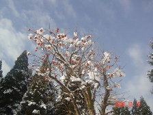 c0057781_15394825.jpg