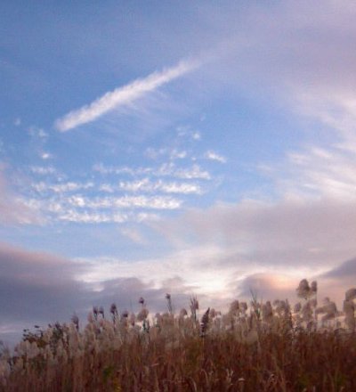 a0031000_036569.jpg