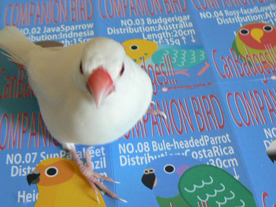 e0148120_1641249.jpg