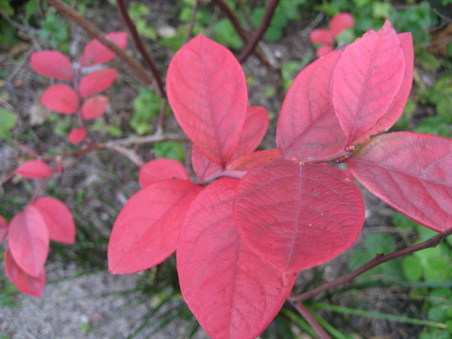 b0166435_1781050.jpg
