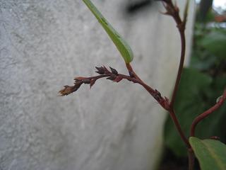 a0132041_1836176.jpg