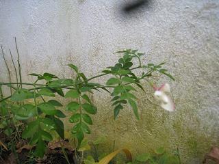 a0132041_18412393.jpg