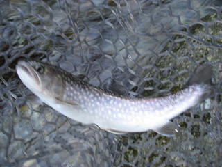 f0065341_23341844.jpg
