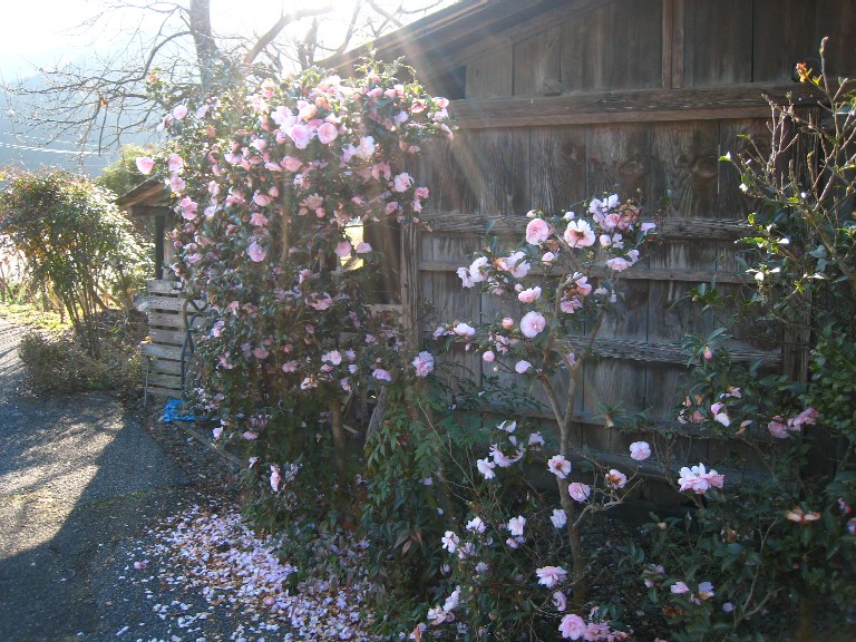 e0009147_1927988.jpg