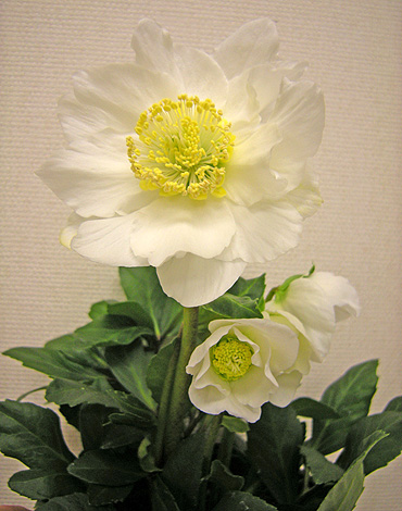 a0001354_22423475.jpg