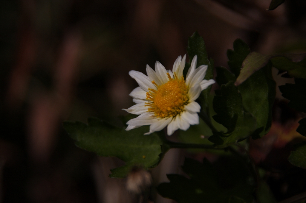 e0024081_1628403.jpg
