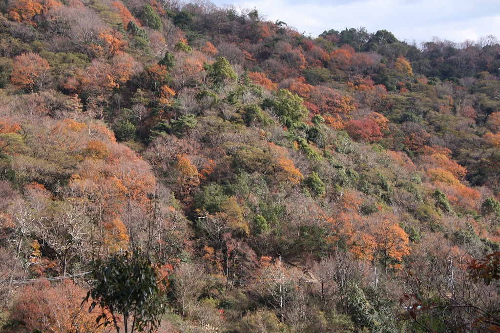 e0024081_1631077.jpg
