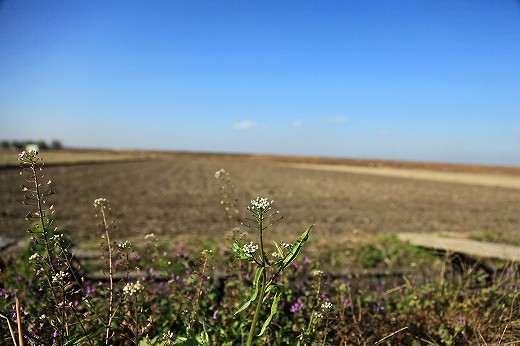 e0190885_19351739.jpg