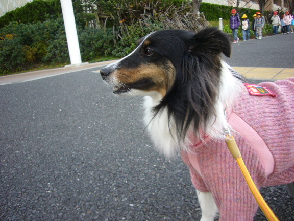 e0130008_19495246.jpg