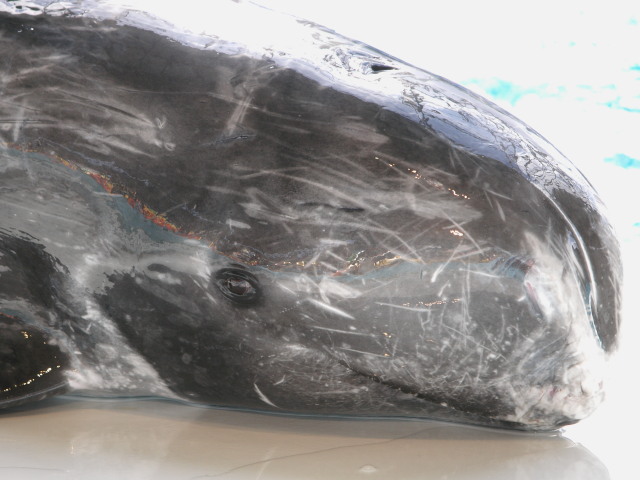 c0186760_21434557.jpg