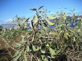 c0221773_1525135.jpg