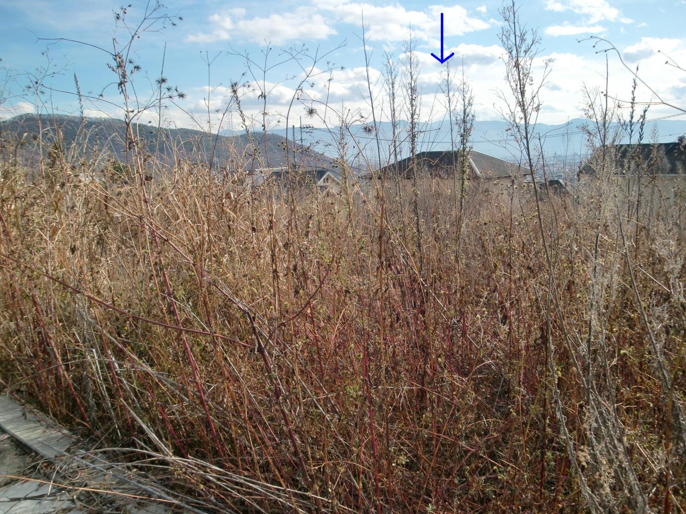 b0151893_1555215.jpg