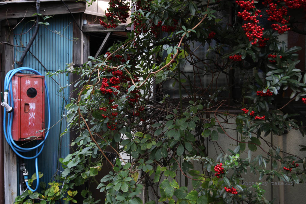 a0116946_6462682.jpg