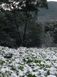 f0055264_17583350.jpg