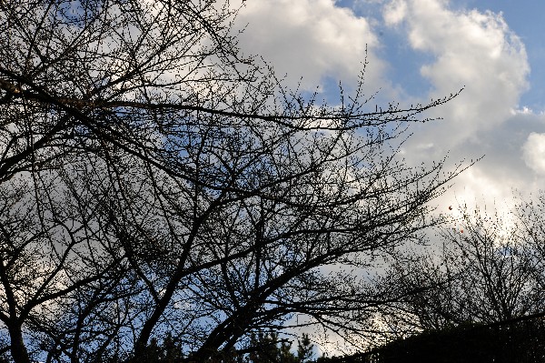 e0020166_6475358.jpg