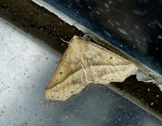 d0019074_18324498.jpg