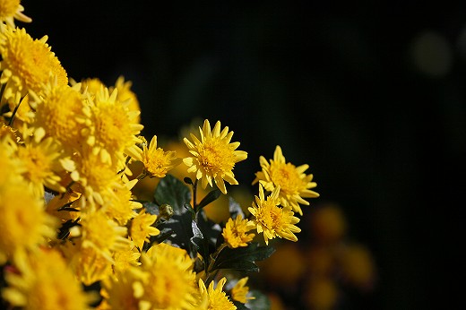 e0190885_20214891.jpg