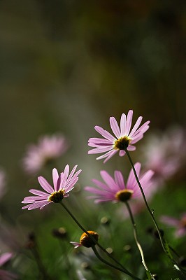 e0190885_20216100.jpg