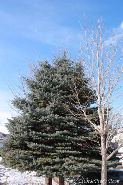 f0001895_1521825.jpg