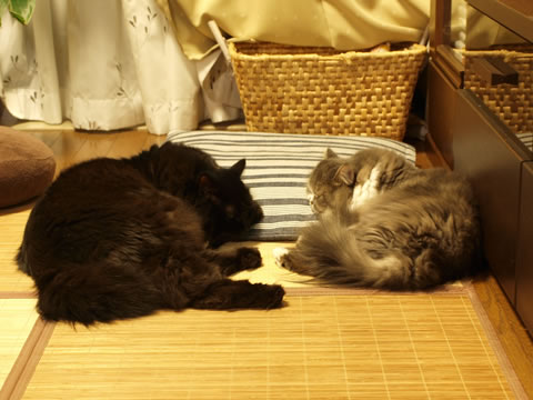 カメラの音っ!