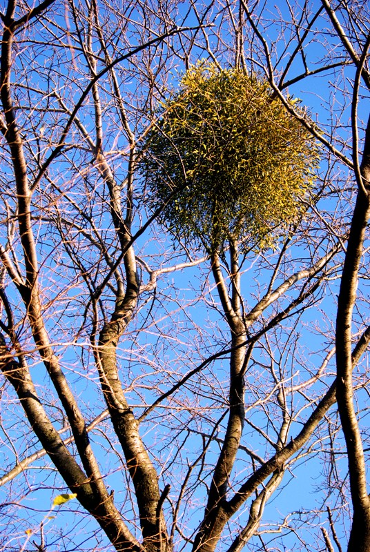 c0125596_17221699.jpg