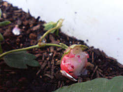 f0204440_0393447.jpg
