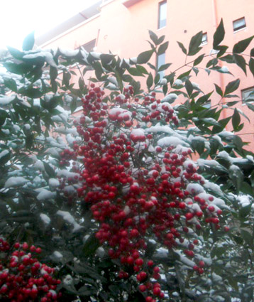 e0177509_082867.jpg