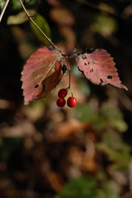 c0027027_1726568.jpg