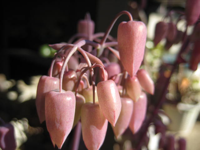 e0166032_183186.jpg