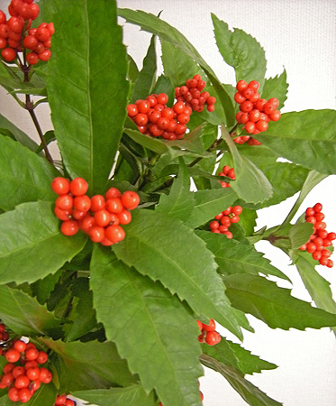 a0001354_20384621.jpg