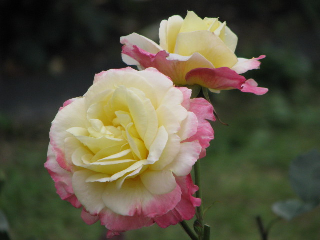 b0161073_7211965.jpg