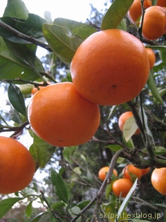c0134734_2217980.jpg