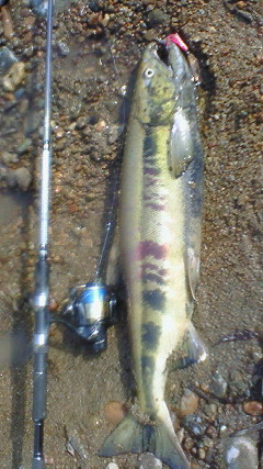 f0166551_015306.jpg