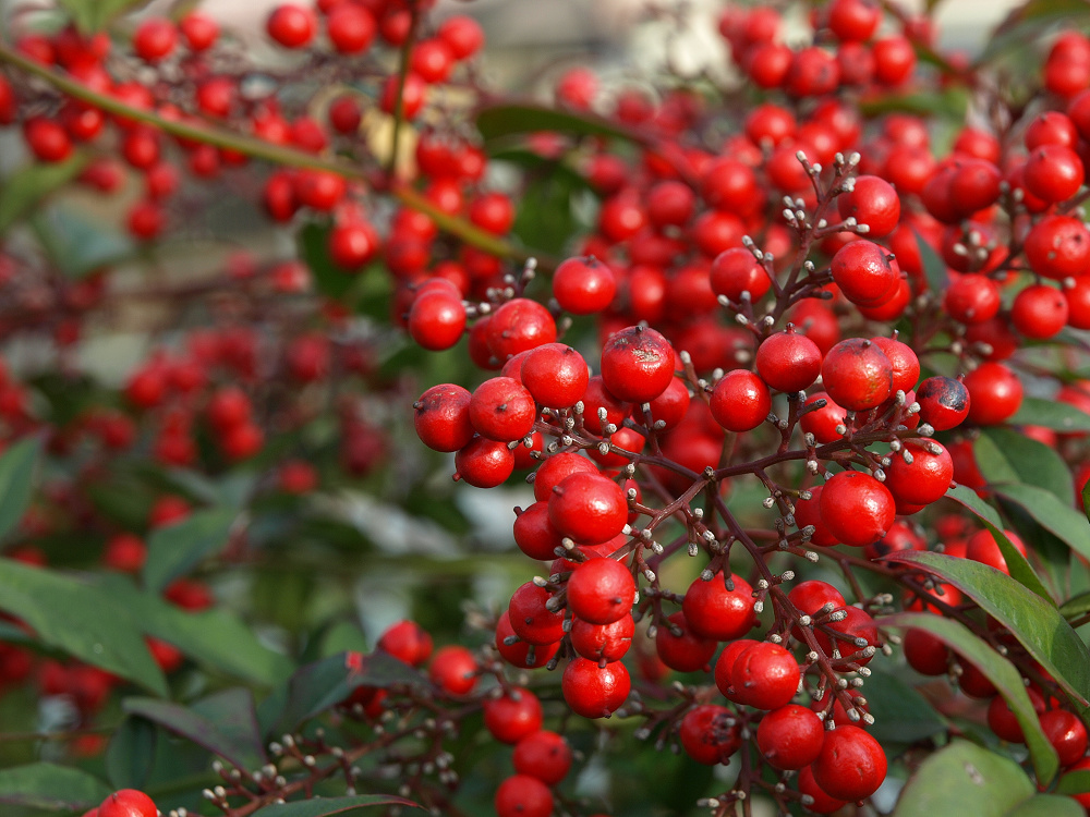 a0133692_1742931.jpg